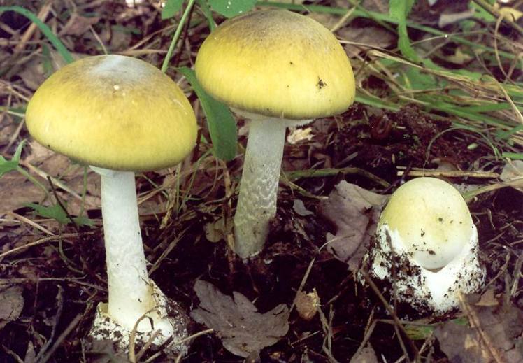 Amanita phalloides (death cap)