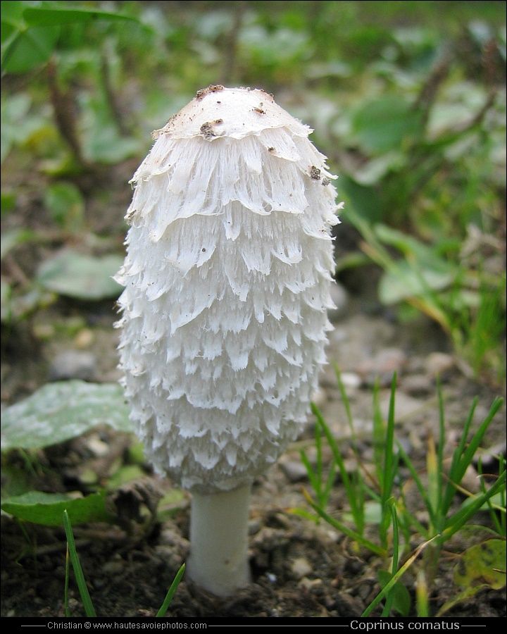 Coprinopsis atramentaria (inky cap)
