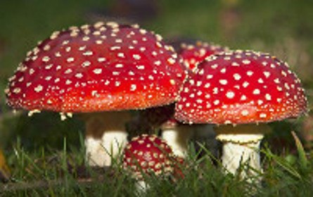 Amanita muscaria