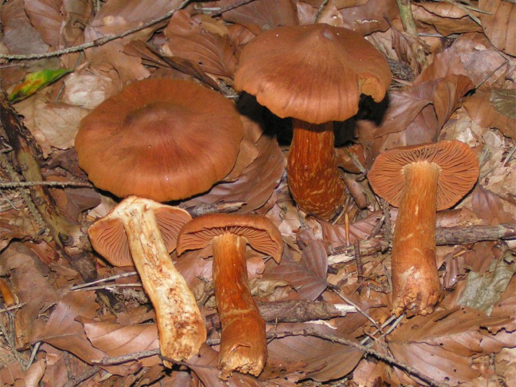 Cortinarius (orellanine)