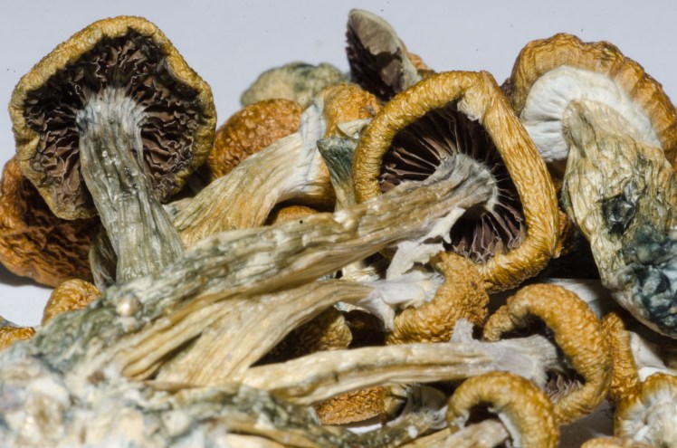 Psilocybe (psilocybin mushroom)