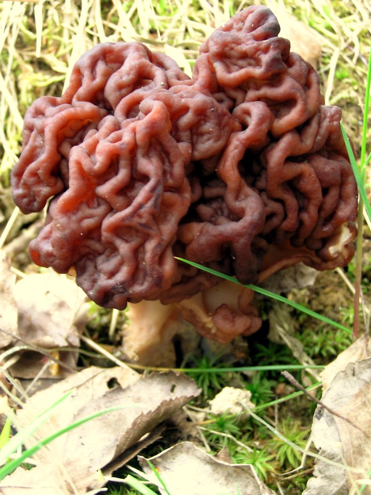 Gyromitra (false morel)