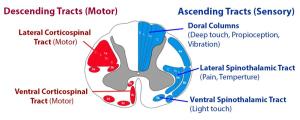Spinal cord pathways