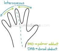 interosseous1.jpg