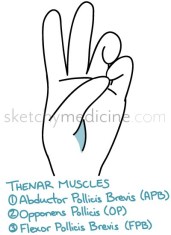 Thenar_muscles.jpg