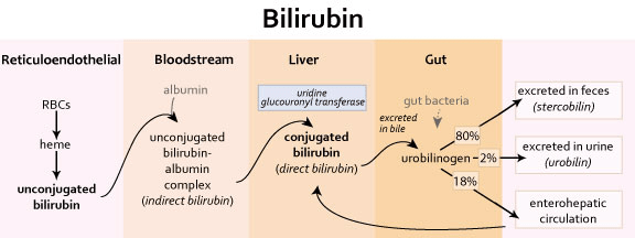 Unconjugated vs conjugated hyperbilirubinemia