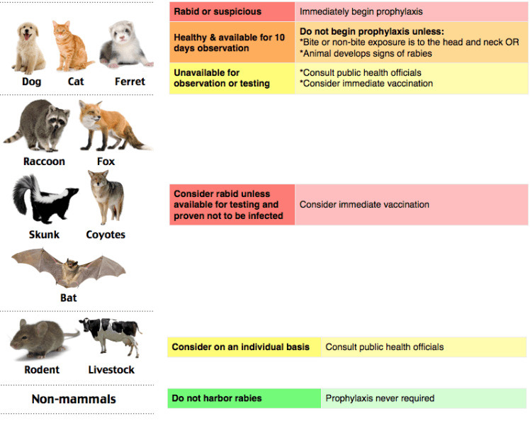 Rabies prophylaxis algorithm