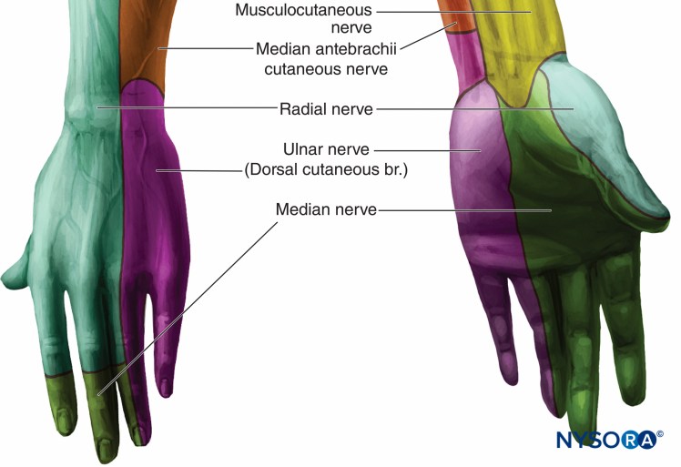 Forearm nerve distribution
