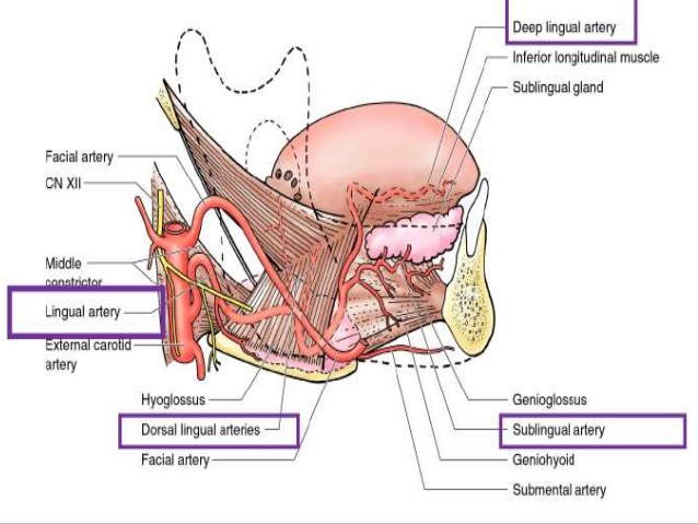 Lingual artery anatomy
