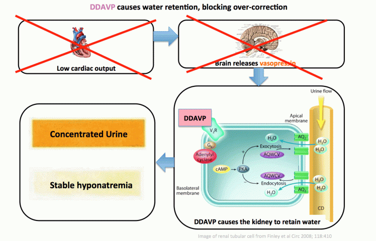 DDAVP mechanism
